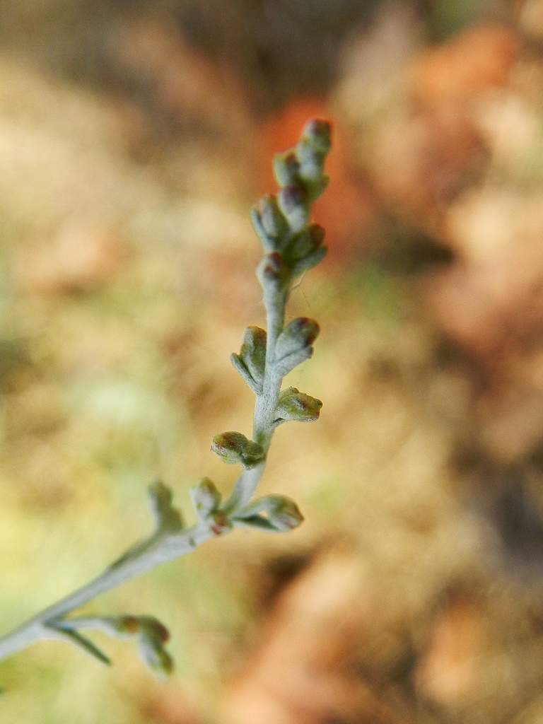 Artemisia sp. ?
